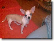 Chihuahua