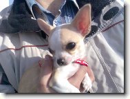 Chihuahua