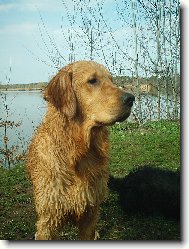 Golden Retriever