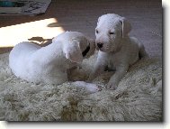 Dogo Argentino