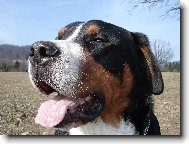 Grosser Schweizer Sennenhund