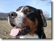 Great swiss mountain dog \\\\\\\\\\\\\\\\\\\\\(Dog standard\\\\\\\\\\\\\\\\\\\\\)