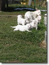 Dogo Argentino