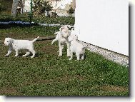 Dogo Argentino