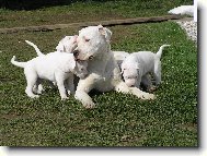 Dogo Argentino