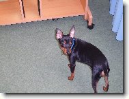 PRAGUE RATTER