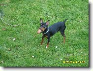 PRAGUE RATTER