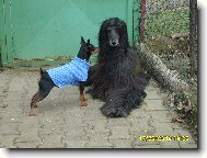 PRAGUE RATTER