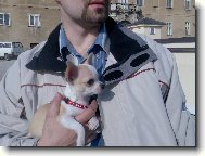 Chihuahua