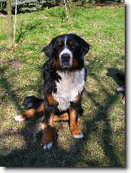 Berner Sennenhund