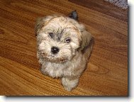 Bichon Havanais, Havanese
