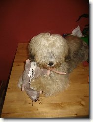 Bichon Havanais, Havanese