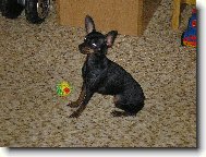 PRAGUE RATTER