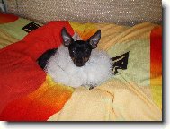 PRAGUE RATTER