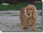 English Cocker Spaniel