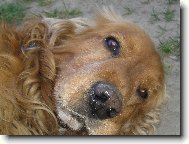 English Cocker Spaniel