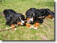 Berner Sennenhund