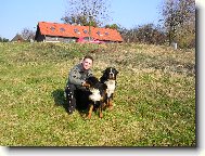 Berner Sennenhund