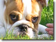 English Bulldog