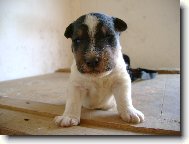 Fox terrier wire \\\\\(Dog standard\\\\\)