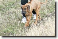 Rhodesian Ridgeback