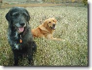 Golden Retriever