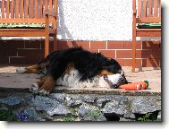 Berner Sennenhund