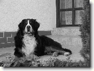 Berner Sennenhund