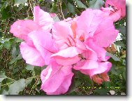 Anthurium