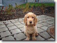 English Cocker Spaniel