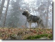 Jugoslavian herder \(sarplaninac\) \(Dog standard\)