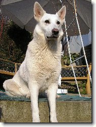 Berger Blanc Suisse, White Swiss Shepherd Dog