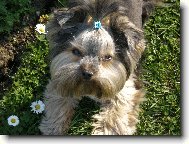 Jorkšírský terier, Yorkshire Terrier,