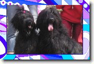 Briard