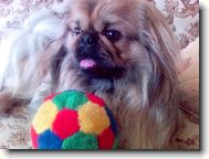 Pekingese, Pekinese, Peking Palasthound