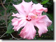 Hibiscus rosa-sinensis