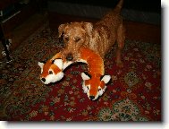 Irish Terrier