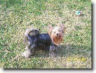 Jorkšírský terier, Yorkshire Terrier,