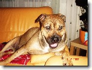 Perro de Presa Mallorquin