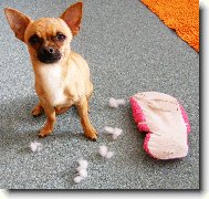 Chihuahua