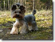 Jorkšírský terier, Yorkshire Terrier,