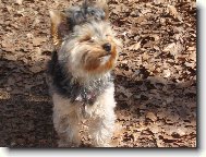 Jorkšírský terier, Yorkshire Terrier,