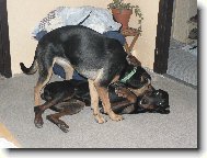 Dobermann, Doberman