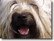 Tibetan Terrier