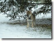 Chechoslovakian wolfdog \\\\\(Dog standard\\\\\)