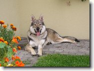 Czechoslovakian wolfdog