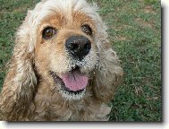 American Cocker Spaniel