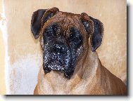 Deutscher Boxer