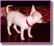 Chihuahua