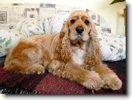 American Cocker Spaniel